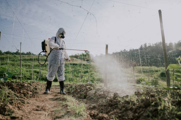 Best Termite Control Services  in Minden, NV