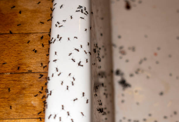 Best Cockroach Control Services  in Minden, NV