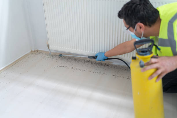 Best Wasp Removal Services  in Minden, NV